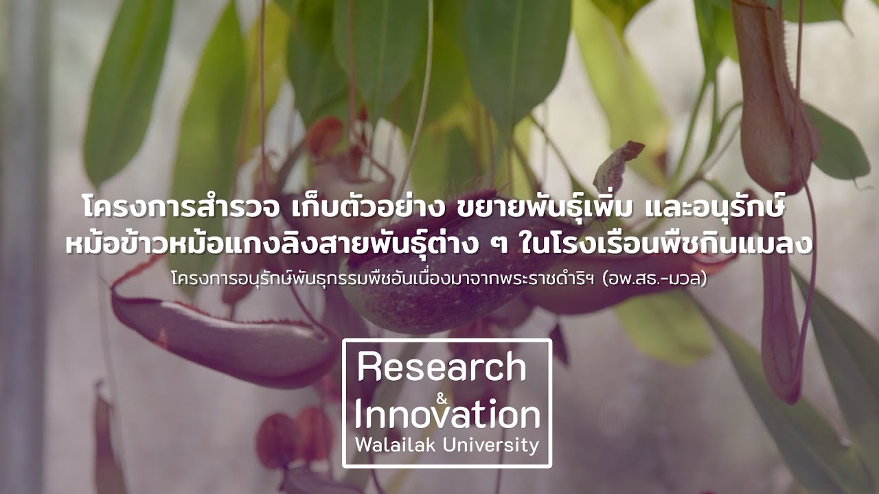 Walailak Research&Innovationโครงการสำรวจ เก็บตัวอย่าง ขยายพันธุ์เพิ่ม และอนุรักษ์ หม้อข้าวหม้อแกงลิง