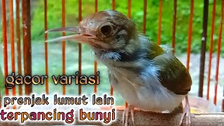 Download lagu gacor variasi prenjak lumut lain terpancing berbunyi. mp3 Download lagu gacor variasi prenjak lumut lain terpancing berbunyi. mp3