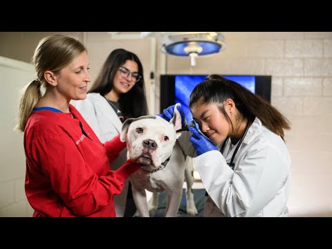 NC State: A Driving Force in Veterinary Medicine