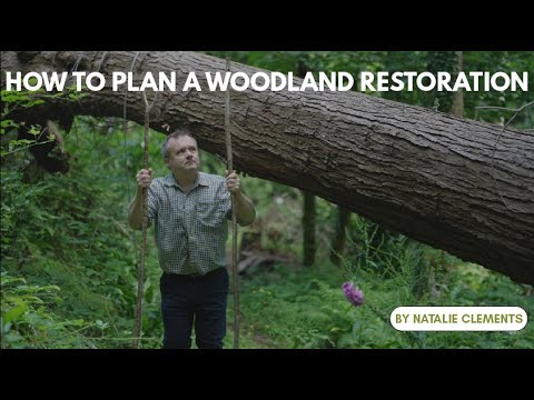 How to Plan a Woodland Restoration