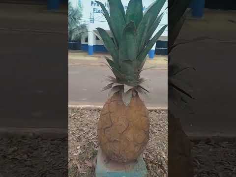 na cidade de Floresta do Araguaia