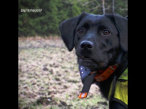 Drevjakt i Nynäshamn (ur Del 1 av Jaktkunskap)