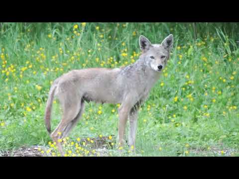 Coyote howl