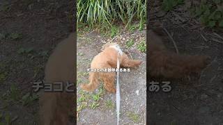 #犬のいる暮らし #愛犬#トイプードル#ペット#シニア犬
