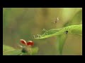 A Bug S Life Teaser Pal Tone