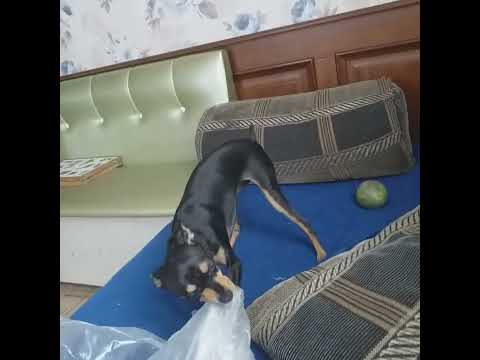 день кнопы🧚‍♀️