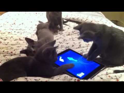 Kittens blauwe rus