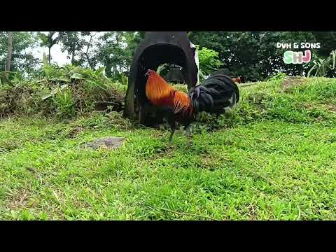 🔥DVH BLACK of DVH & SONS GAMEFARM… 🐓 💚