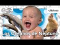 Los Océanos De Neptuno Clásicos De Baby Einstein BabyEinsteinenEspanol