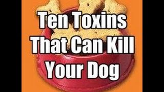 preview picture of video 'Ten Toxins That Can Kill Your Dog!'