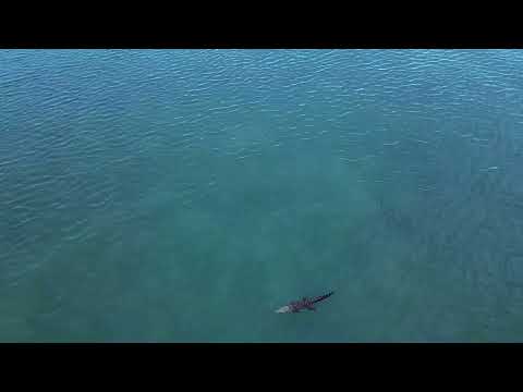 Croc vs Shark