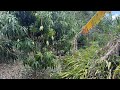 Mangoes Drought Hail Oh No