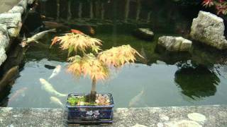 george's japanese garden