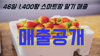 스마트팜 46일 매출공개 / 딸기농장 / 매출 / 귀농 / 수익