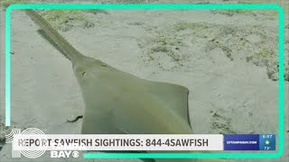 Sawfish spotted swimming in circles in Florida; Mote Marine Lab is investigating why
