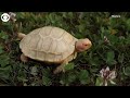 Rare Albino Giant Tortoise Is First To Hatch In Captivity