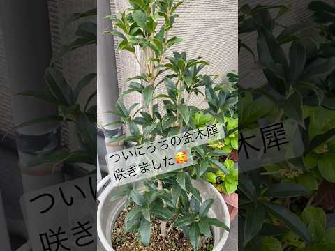 秋に窓辺のプランターに飾る花は何ですか?観賞用の最高峰種！  庭園