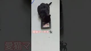 公邸職員の愛猫マーチキ🐈⬛ 18歳と言う長寿で永眠🪦⚰️👼🍃#元公邸料理人 #ロシア #ロシア生活#ロシア移住#板前#黒猫#愛猫#公邸料理人#長寿猫