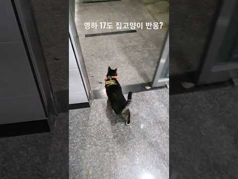 영하17도 집 나간 고양이 반응은?