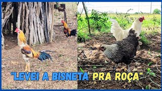 LEVEI a Galinha Pena de Ema para tirar o choco na roça 