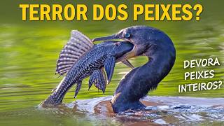 Miniatura do vídeo