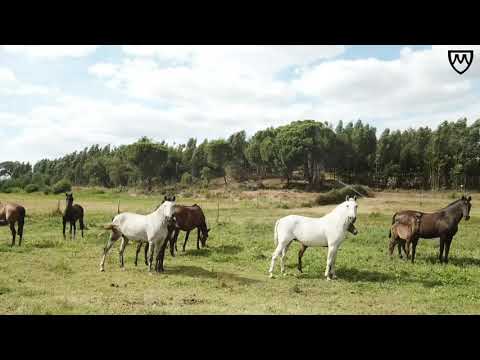 13 Coudelaria Mário Vinhas