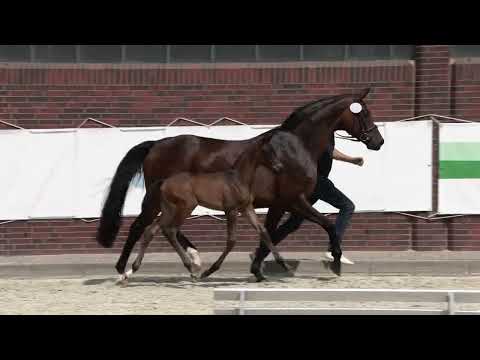 Oldenburger Elite-Hengstfohlen v. Zuperman-Sir Donnerhall I, Züchter: Paul Wendeln