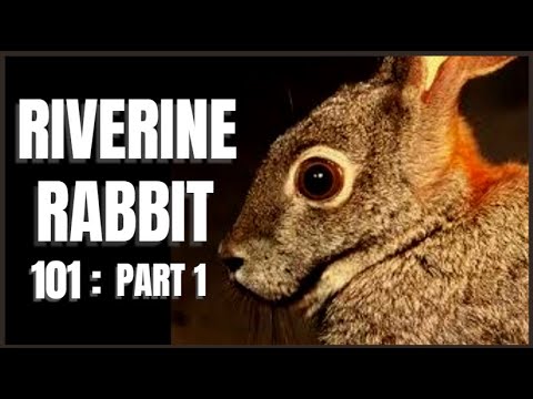 , title : 'Riverine Rabbit 101: Part 1'