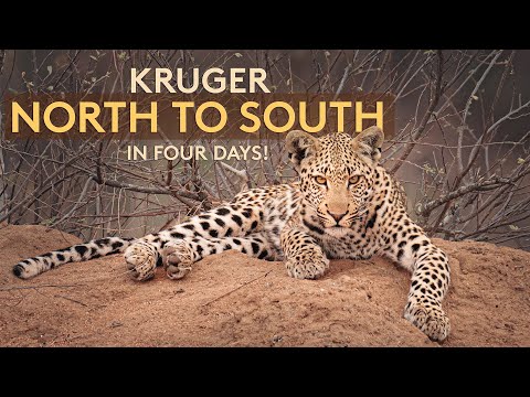 KRUGER North to South in 4 days! (4K)