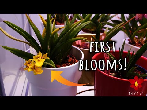 Let's repot an Orchid! - First time blooming yellow Tolumnia