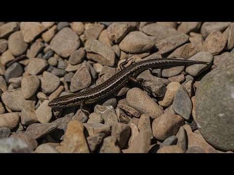Cobble skinks are released to the South Island!