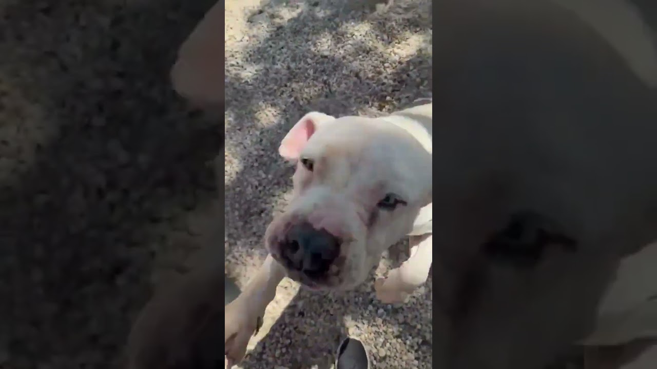 Enlarge Piglet, a Adoptable mixed breed in Hartsville, SC video 6/6