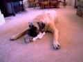 English Mastiff vs. Chihuahua