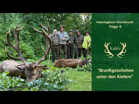 Brunftgeschehen im Kiefernaltholz - Aufnahmen bei bestem Licht