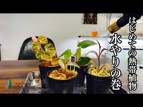 一般的なホアハウンド 植物