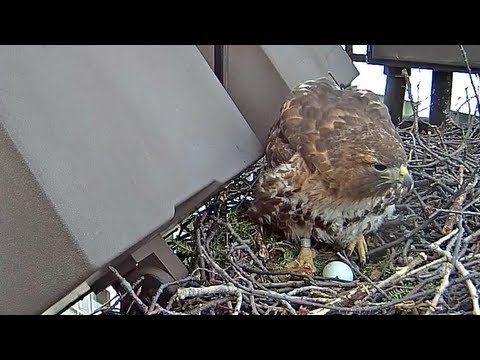 Big Red Lays Her First Egg of 2013