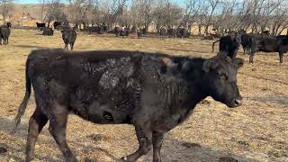 BC304B6 new video
