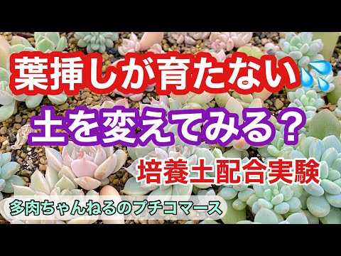 つむじの葉を持つ少女の目 植物