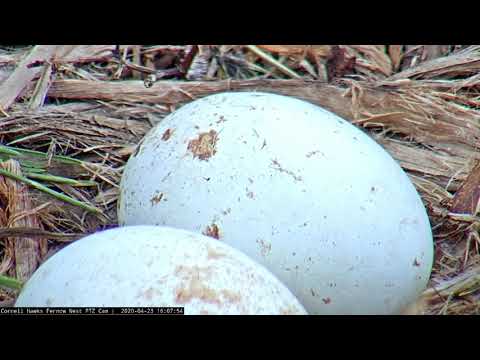 First Pip! First Red-tailed Hawk Chick Begins To Hatch On #CornellHawks Cam – April 23, 2020