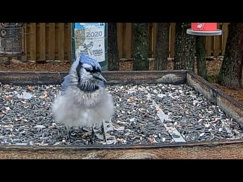 Fluffy Aggressive Blue Jay Flexes Might Around Ontario Feeders | November 4, 2024