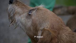 5. Kiwi, the Amsterdam Dog