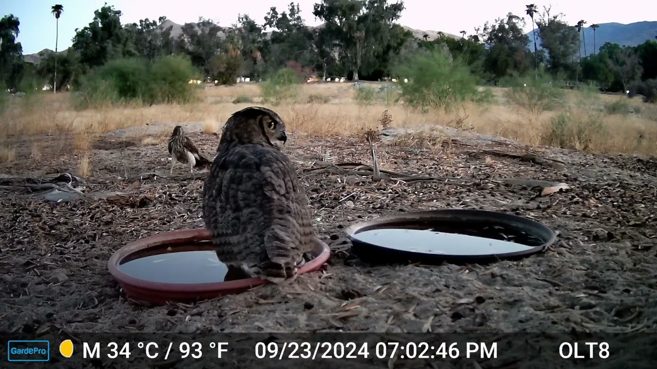 S2E26: A Great Horned Owl And Cooper's Hawk Meet At The Water Saucers On A Warm Fall Evening