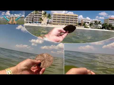 Kahlua Beach Club Sand Dollars