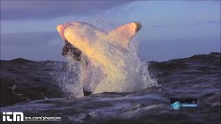 Great White versus Dachshund ATTACK!