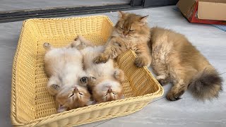 The cat father looks a little sad. Does he suspect that the kitten is dead🤣?Cute animal video