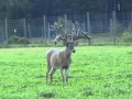 Big whitetail deer 