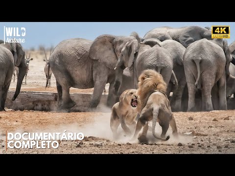 AFRICA - The Brutal Empire of Wildlife | Animal Documentary