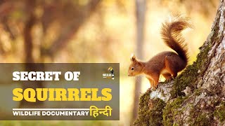 Secrets of Squirrels - हिन्दी डॉ�