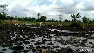 Download lagu Golekono tapake kuntul mabur mp3 Download lagu Golekono tapake kuntul mabur mp3