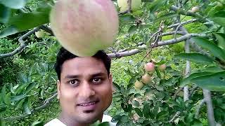 preview picture of video 'In Apple Orchard of Kotkhai in Shimla'